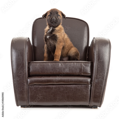2.5 month old malinois shepherd puppy sitting on a club chair