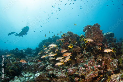 Fototapeta Naklejka Na Ścianę i Meble -  Diver on the reef