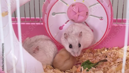 a white and red Dzungar hamsters in a pink rodent cage. a family of rodents.  photo