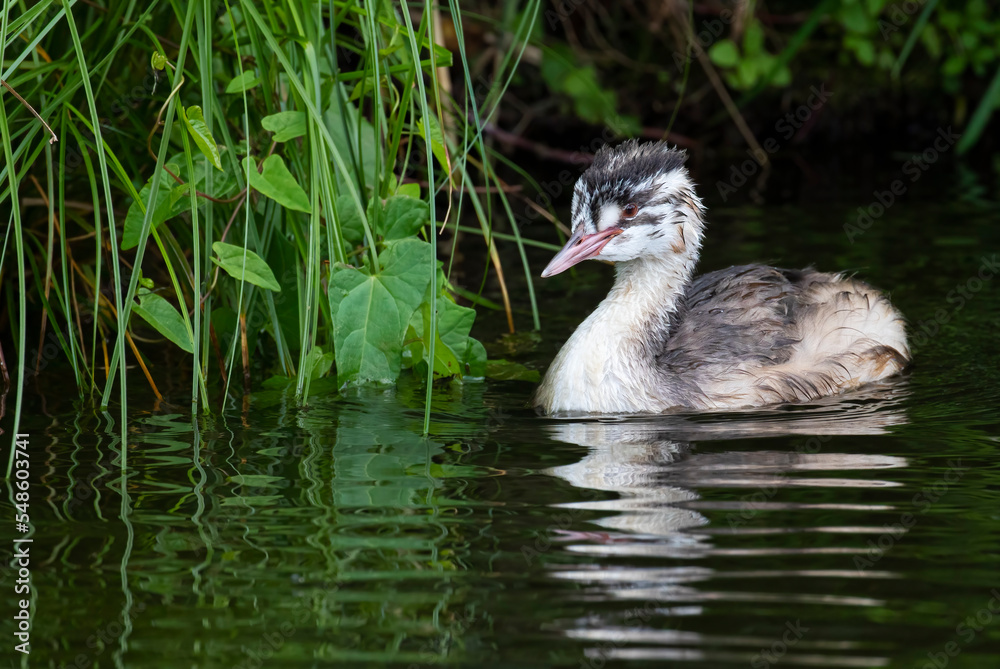 Great Crested Grebe (Podiceps cristatus) juvenile, the Netherlands Great Crested Grebe (Podiceps cristatus) juvenile, the Netherlands