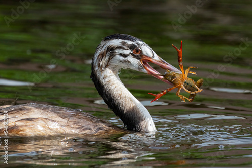 Great Crested Grebe (Podiceps cristatus) juvenile with Northern Crayfish, the Netherlands