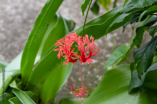 Flor vermelha photo