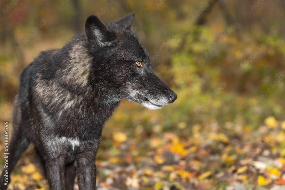 Black Phase Grey Wolf (Canis lupus) Looks Right Ears to Side Autumn Black Phase Grey Wolf (Canis lupus) Looks Right Ears to Side Autumn