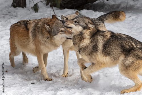 Three Grey Wolves (Canis lupus) Come Together Nuzzling Winter © geoffkuchera