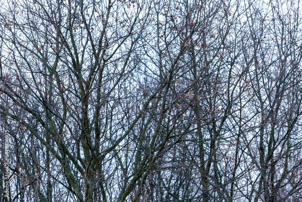 defoliated tree branches in winter, winter and nature. defoliated tree branches in winter, winter and nature.