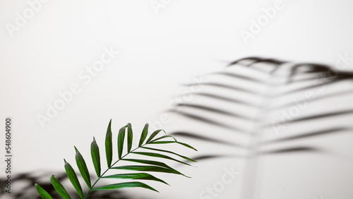 Obraz na płótnie Palm leaf on the bright background w salonie