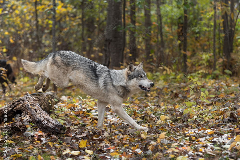 Obraz premium Grey Wolf (Canis lupus) Lands After Jumping Over Log Autumn