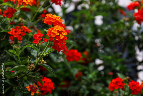 Beautiful red flowers blooming outdoors, closeup © Pixel-Shot