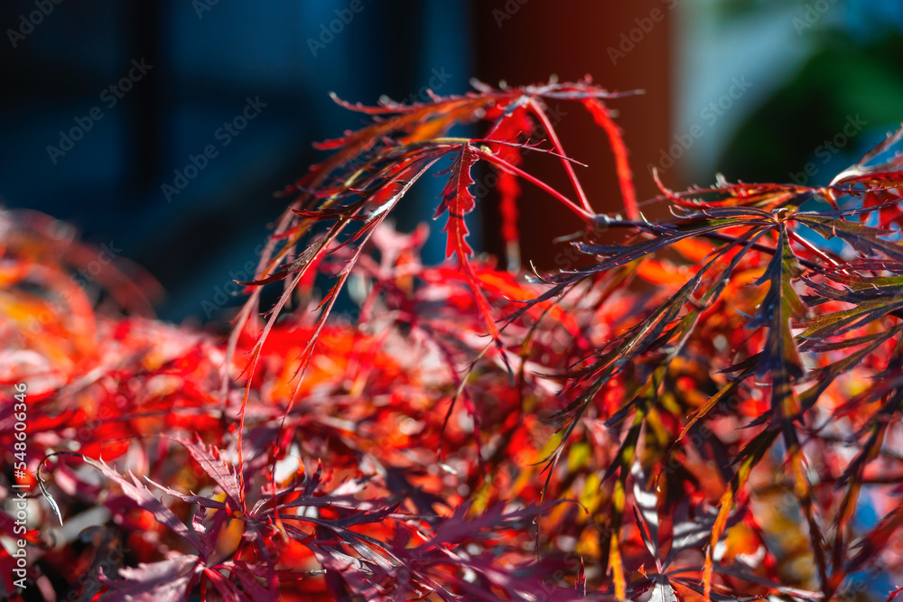 couleurs de l'érable du japon en automne