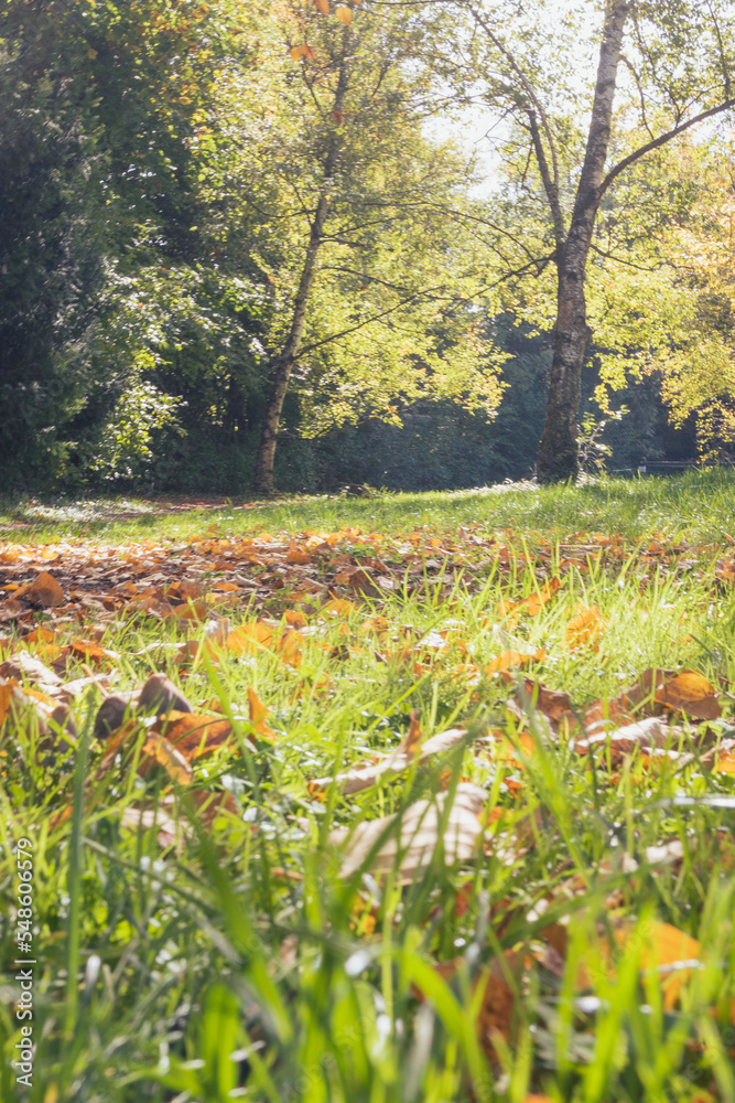 Obraz premium paysage automnal