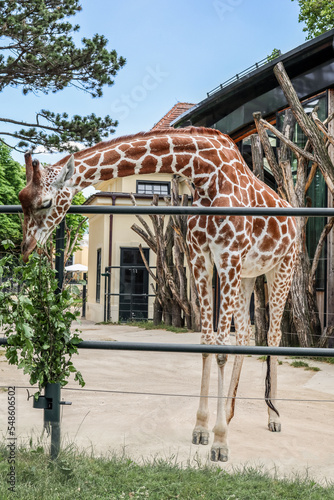 Beautiful giraffe in zoolog...
