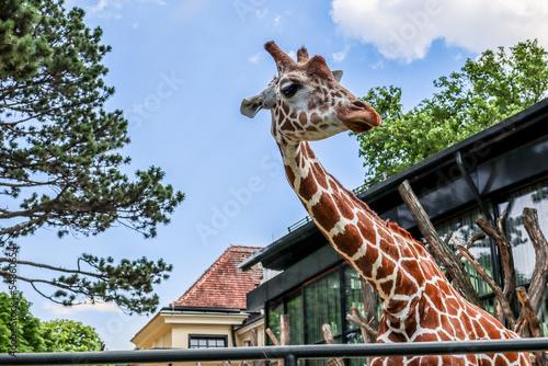 Beautiful giraffe in zoolog...