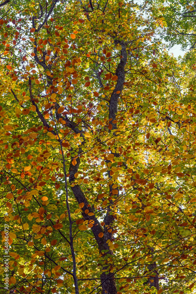 couleurs de l'automne dans la forêt