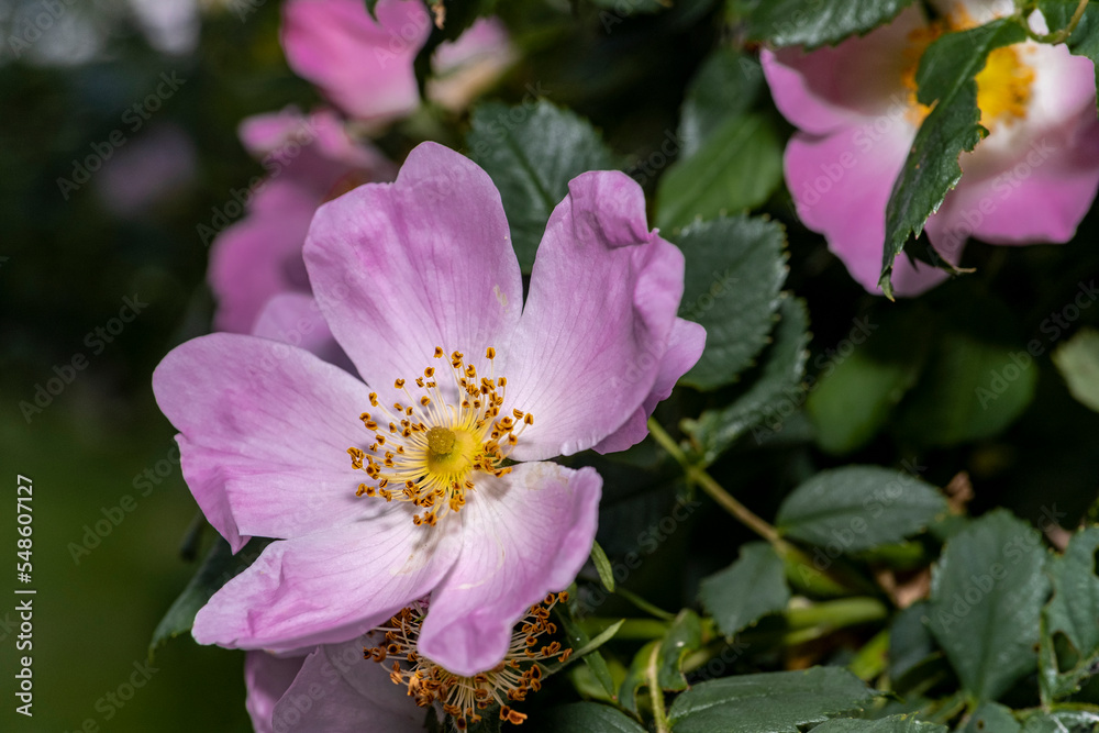 Obraz premium California wild rose with gorgeous pink and white colors, flower, macro. close-up of purple flowers. Detailed and close-up shot. First spring colors and wallpapers.
