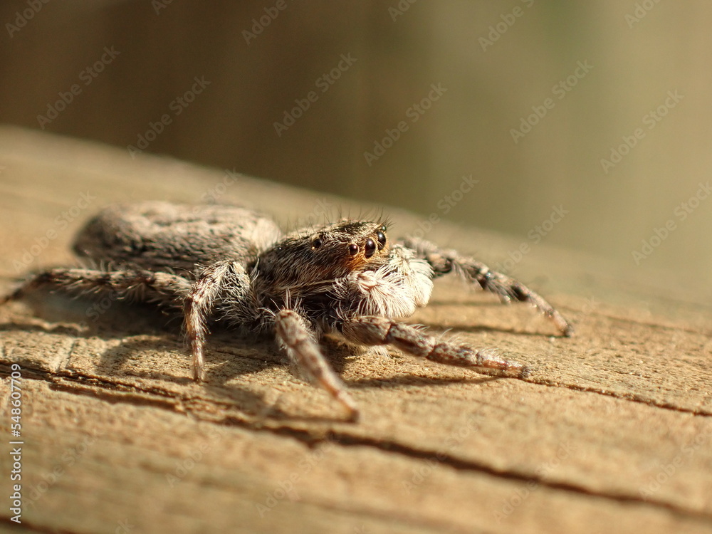 Obraz premium spider on the wall salticidae