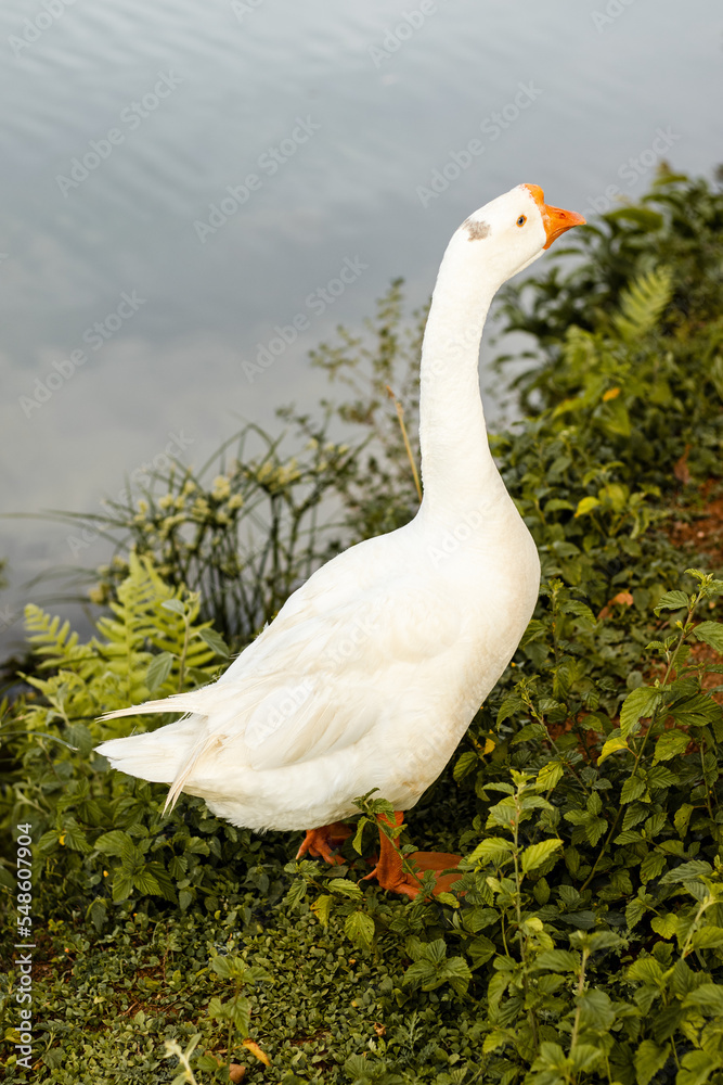 Obraz premium goose