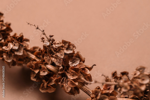 Branch of dried plant on brown background