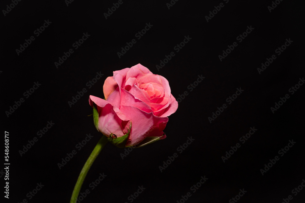 close-up of a pink rose against a black background. red rose, valentines day, love sign close-up of a pink rose against a black background. red rose, valentines day, love sign