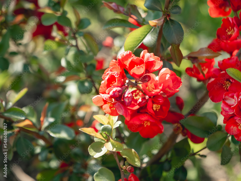 Obraz premium Blooming Chaenomeles japonica, known as either Japanese quince or Maule's quince. Bright red flowers in spring sunny day.