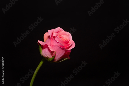 close-up of a pink rose against a black background. red rose  valentines day  love sign