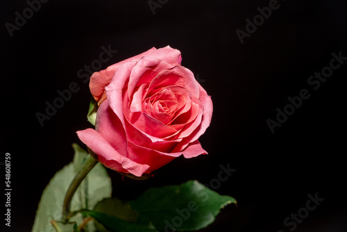 close-up of a pink rose against a black background. red rose, valentines day, love sign