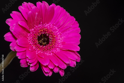 close-up of red flowers on black background.  Chrysanthemum, rose, daisy