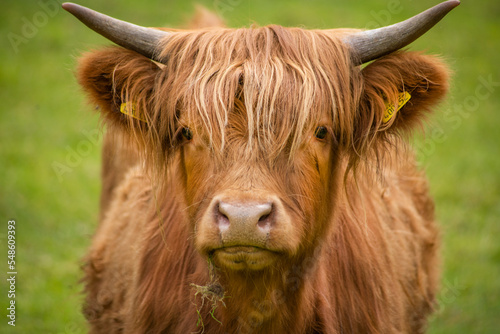 Highland Cow Face