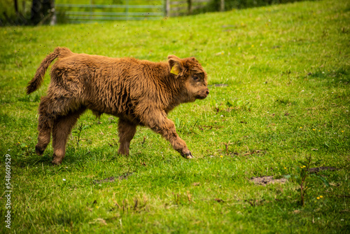 Highland Cow Calf