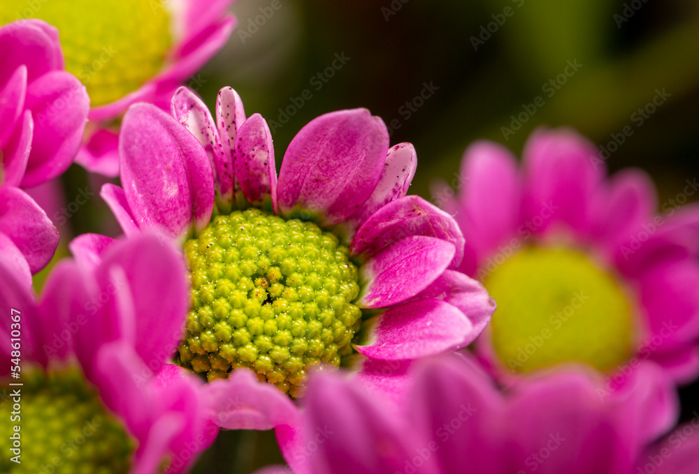 pink and a beautiful pink flower shot. Creative gardening image with selective focus and dark unfocused background. Macro flower shot. 