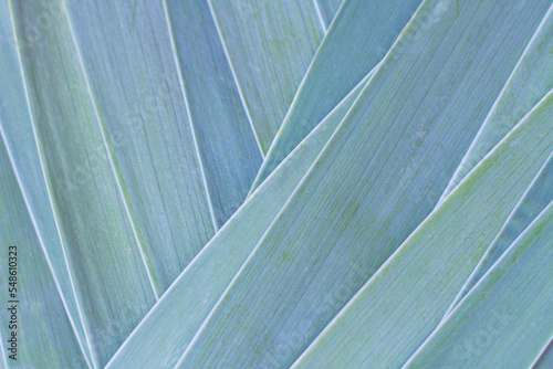 Natural background of leaves stacked on top of each other diagonally. Silver green color.