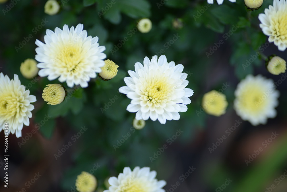 Obraz premium heads of chryhanthema flowers, fluffy white chrysanthemum flowers, photo from above, pattern,s, pburgundy fluffy chrysanthemumhoto from above growing autumn chrysanthemums with leaves 