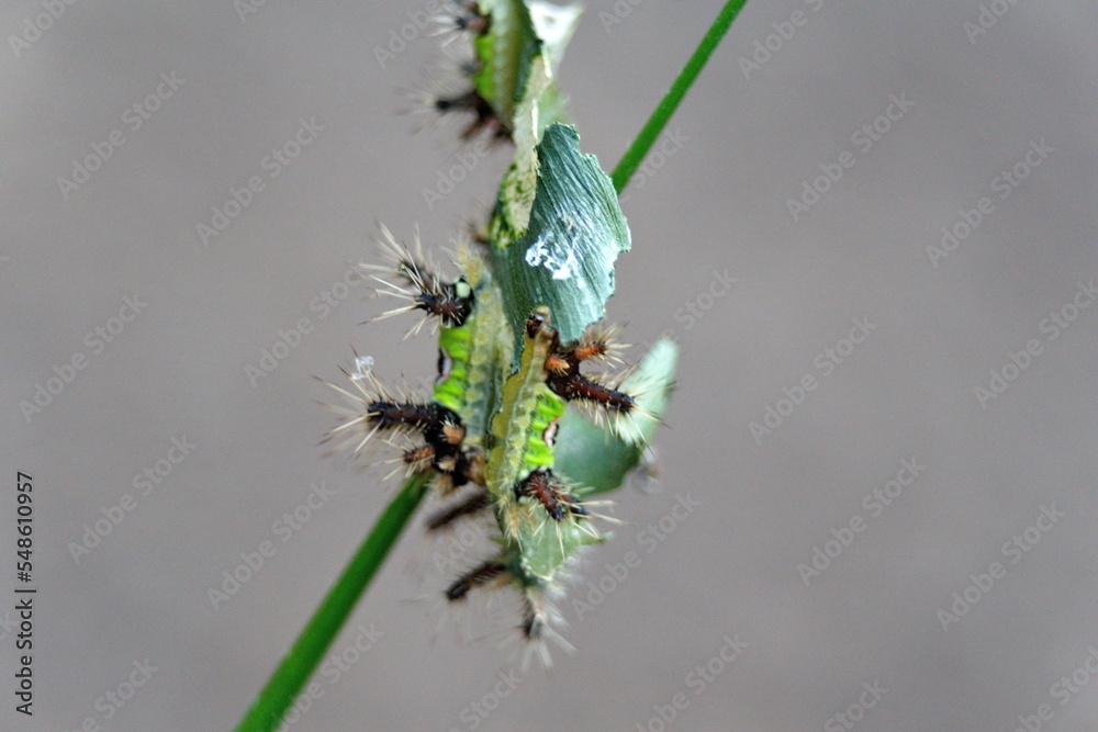 Saddleback caterpillar on a leaf skewered by a blade of grass in the Intag Valley, outside of Apuela, Ecuador