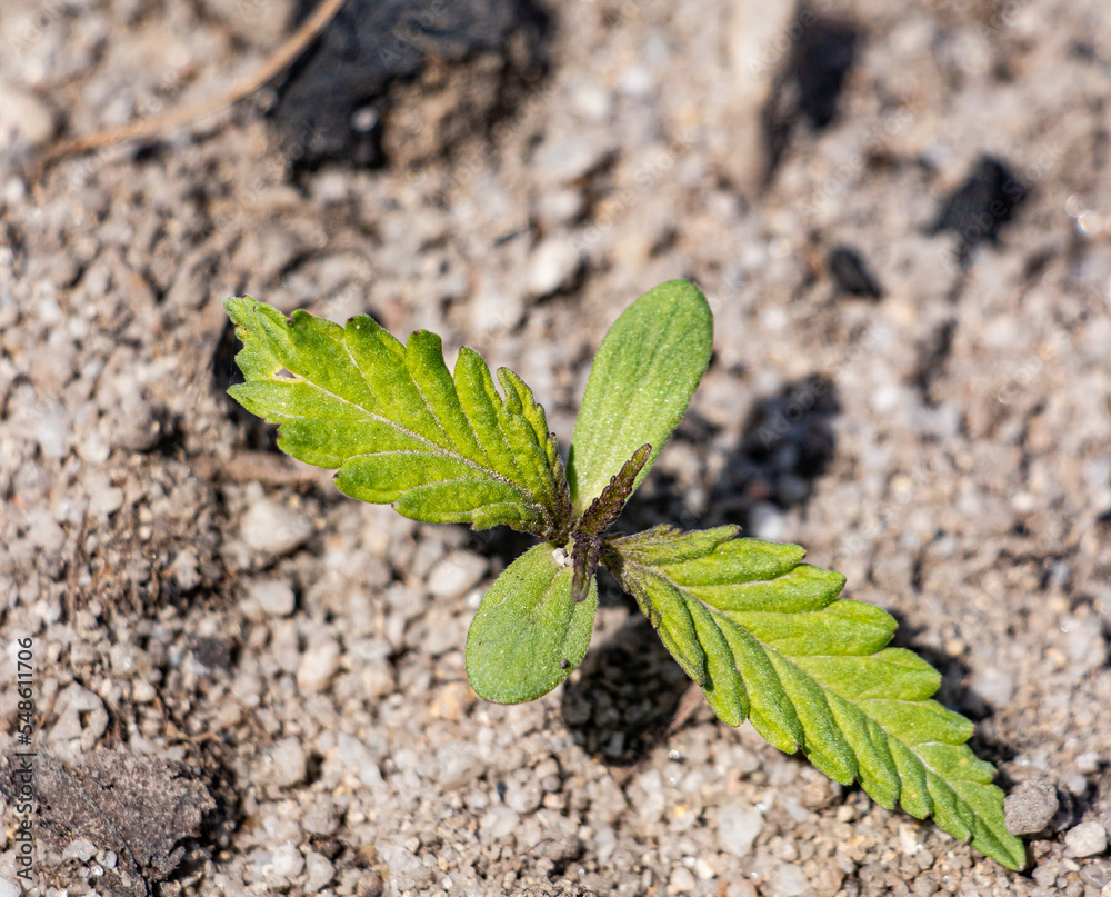 Cannabis Plant Cannabis Plant