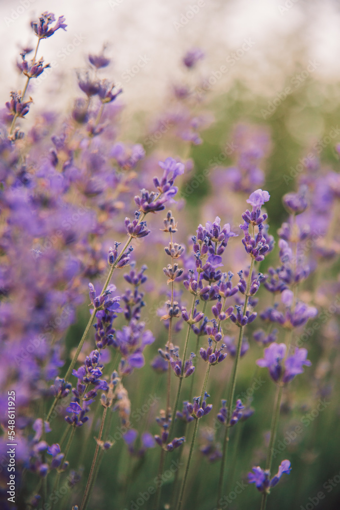 field of lavender field of lavender