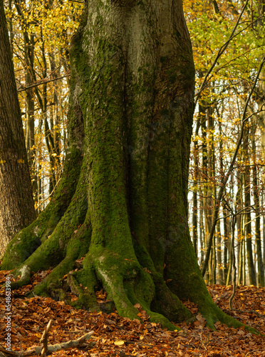 trunk of an old hornbeam overgrown with moss