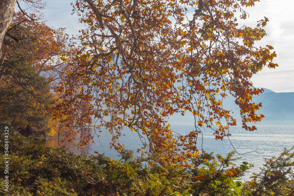 Orange plane tree branch on the shore of Lugano lake, Switzerland. Concept about tranquility and relaxation Orange plane tree branch on the shore of Lugano lake, Switzerland. Concept about tranquility and relaxation