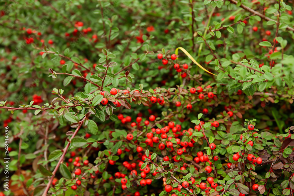 Plant with red berries in park, closeup