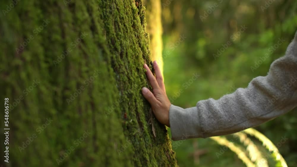 Female hand touching vibrant mossy tree in luscious forest