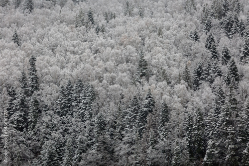 Aerial landscape of snow covered mixed pine, fir and spruce trees forming a graphic texture © almostfuture