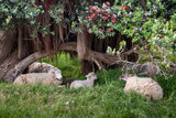 Sheep resting under a flowering New Zealand pohutukawa Christmas tree 