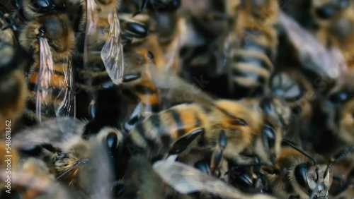 Macro shot of a swarm of bees in a hive photo