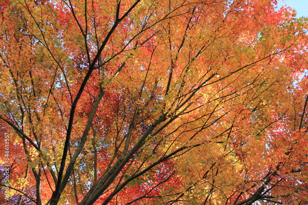 頭上を覆う紅葉した「カエデ」