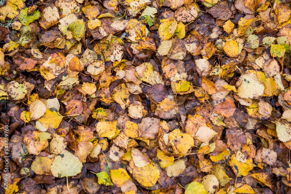 ground covered with golden and brown leaves of birch trees in autumn. Bidueiral of Montederramo ground covered with golden and brown leaves of birch trees in autumn. Bidueiral of Montederramo