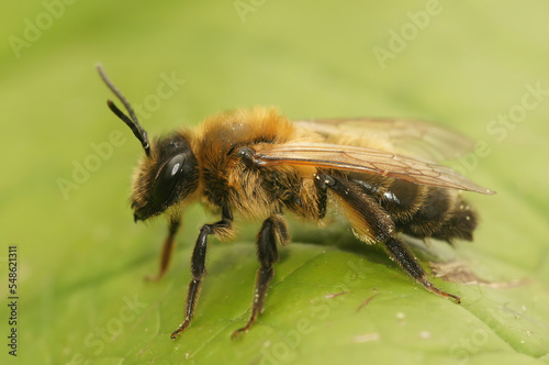 Closeup on a slightly decolored female Grey-patched mining bee, Andrena nitida sitting on a green leaf © Henk