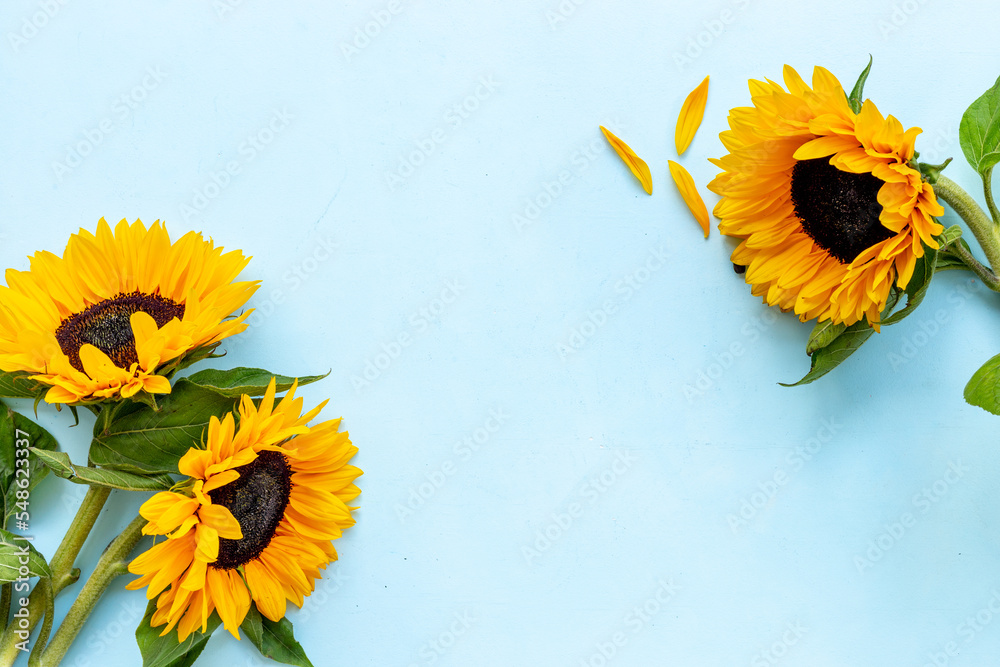Yellow sunflowers with black seeds. Top view. Harvest season background