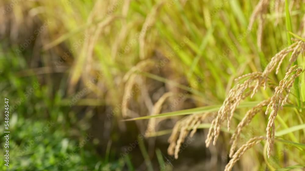 Rice fields in autumn, golden rice just before harvest Rice fields in autumn, golden rice just before harvest