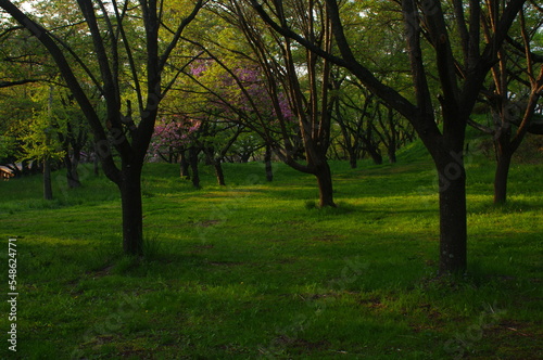 Landscape photo of a park with impressive green in the evening