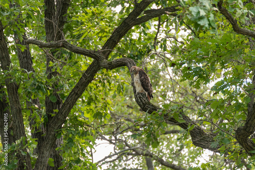 Juvenile Red-tailed Hawk Perched In A Tree In Summer