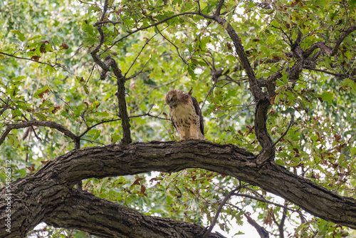 Juvenile Red-tailed Hawk Perched In A Tree In Summer