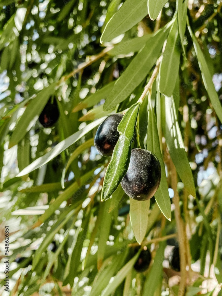 Fototapeta premium Closeup of black olives hanging on the olive tree